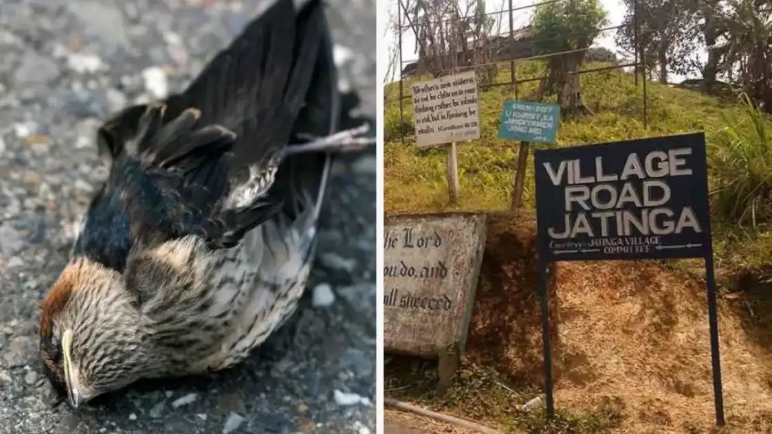 பறவைகளின் தற்கொலை மையம்.. ஆகாயத்திலிருந்து விழும் ஆயிரக்கணக்கான பறவைகள்.. ஜதிங்கா கிராமத்தின் விசித்திரமான ரகசியம்..!!