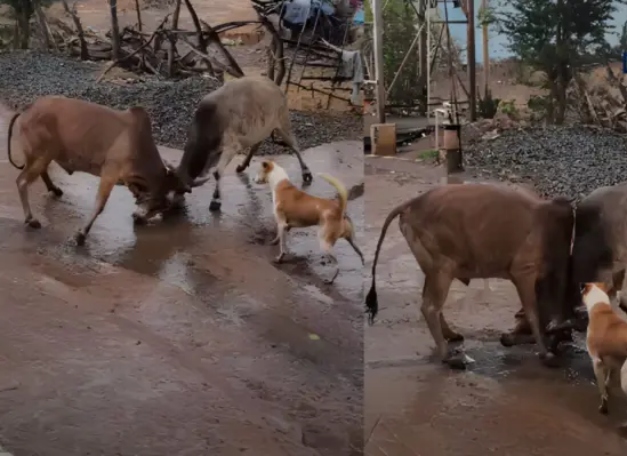 “பஞ்சாயத்து பண்ண வந்த இடத்துல ஆபத்து!”.. நடுரோட்டில் மோதிக்கொண்ட இரு காளைகள்… நாயின் சமயோசித புத்தி.. கலக்கும் வைரல் வீடியோ..!!!