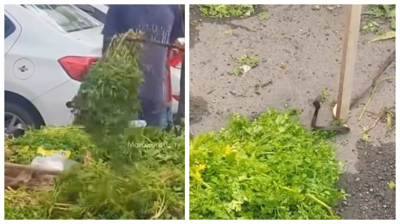ரசம் மணக்கும்..! குழம்பு ருசிக்கும்… அந்த டேஸ்டே தனி தான்.. ஆனா இனி முடியாது போல.. கொத்தமல்லியை பார்த்தாலே இதுதானே ஞாபகம் வரும்… நடுங்க வைக்கும் வீடியோ…!!