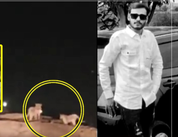 “காட்டு விலங்குக்குக் கோபம் வந்தா இப்படித்தான் ஆகும்!”.. சிங்கங்களின் அந்தரங்கத்தை வேடிக்கை பார்த்த இளைஞருக்கு நேர்ந்த விபரீதம்.. வனத்துறை மீட்ட பகீர் உடல்..!!!