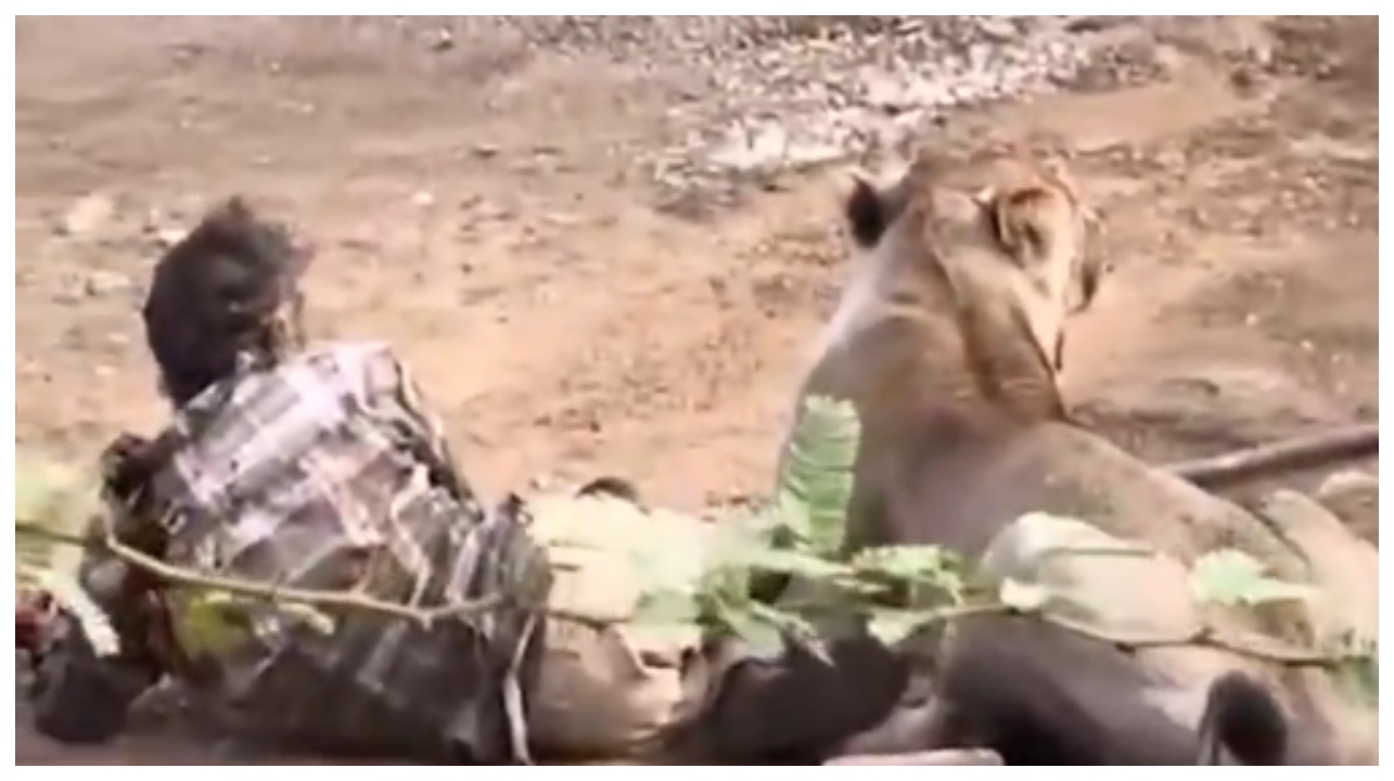 “நெஞ்சை பதறவைக்கும் #LionAttack!”.. குஜராத் கிராமத்திற்குள் புகுந்து மனிதன் கழுத்தை கவ்விய சிங்கம்.. வைரலாகும் வீடியோ..!!!