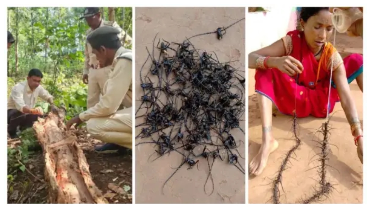 இதென்னடா புதுக்கதை!.. 20 லட்சம் கொடுத்து 10 லட்சம் பூச்சிகளின் தலைகளை வாங்கும் அரசு!.. பின்னணியில் இருக்கும் அதிரடி ரகசியம் என்ன தெரியுமா..?
