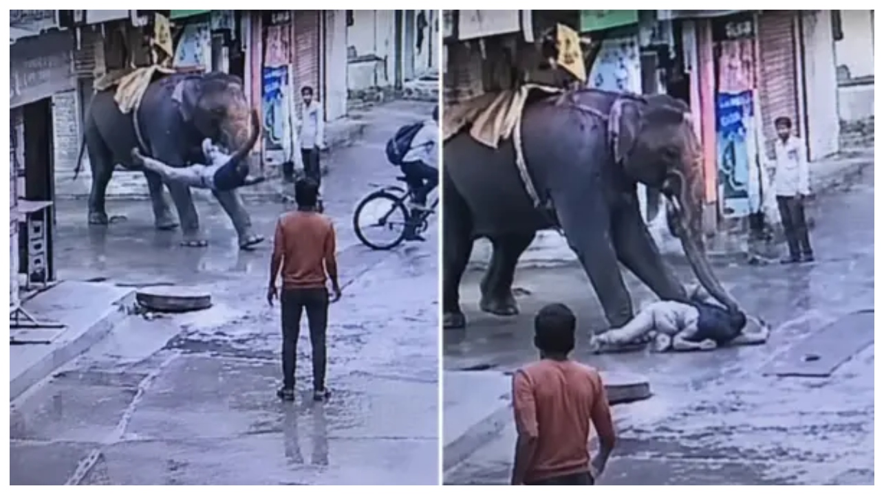 “அய்யோ அம்மா… பாசமா வெல்லம் கொடுக்கப் போனா இப்படியா பண்ணுவ?!”.. தும்பிக்கையால் சுழற்றி அடித்த யானை… நெட்டிசன்களை உலுக்கிய காட்சி…!