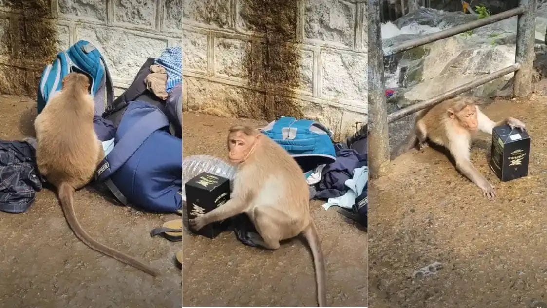 “சரக்கு பாட்டிலை மட்டும் முதல்ல கொடு….!” சுற்றுலாப் பயணியின் பையைத் திறந்து குரங்கு செய்த வினோத செயல்…. இணையத்தைக் கலக்கும்  அசாத்தியக் குறும்பு….!