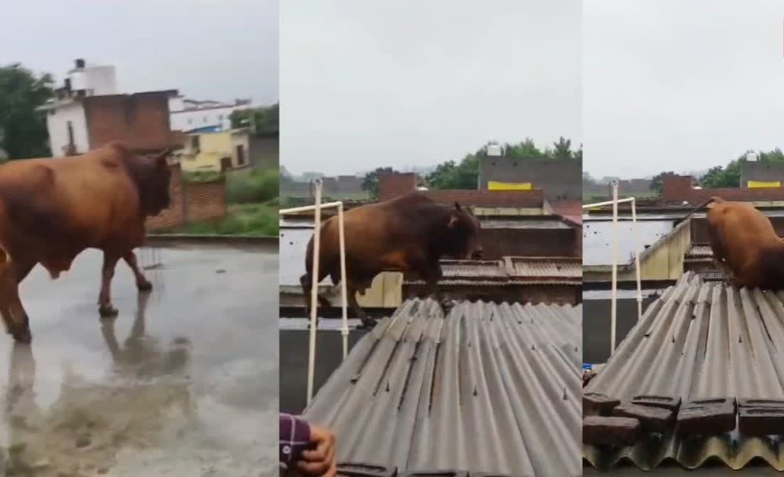மழைக்கு ஒதுங்கிய இடத்தில் வந்த சோதனை…! கூரை மீது ஏறிய காளை மாடு.. சட்டுனு சறூக்கு விழுந்ததால் பரபரப்பு.. அதிர்ச்சி வீடியோ..!