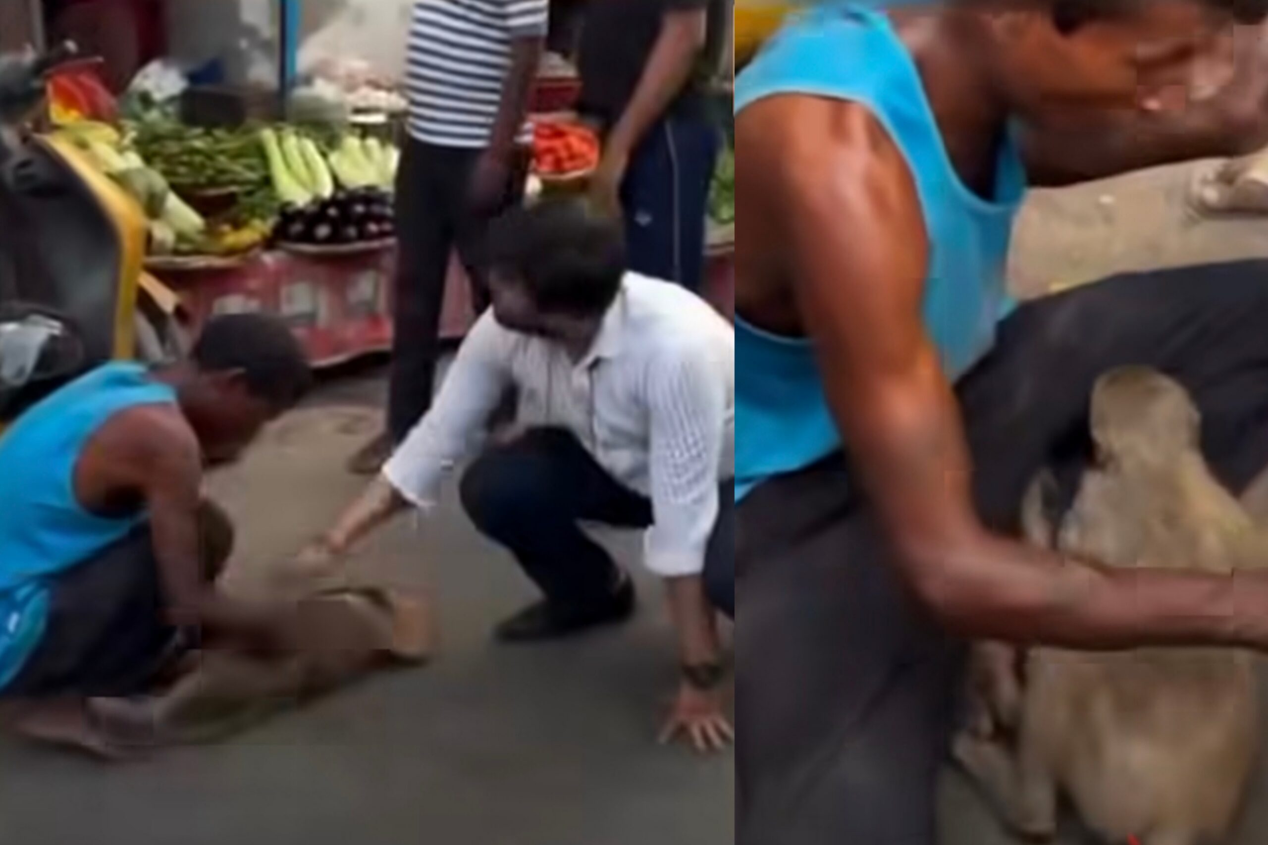 ​”அது செத்து போயிருக்கும்னு நினைச்சோம்” மயங்கி விழுந்த குரங்குக்கு சிபிஆர் முதலுதவி…. இளைஞர்களின் பாராட்டுக்குரிய செயல்….!!