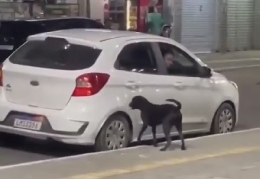 “ஏன்டா பாவிங்களா…. வளர்க்க முடியலனா ஏன்டா வாங்குறீங்க?” நடுரோட்டில் நாயை தவிக்கு விட்டு சென்ற உரிமையாளர்…. வைரலாகும் அதிர்ச்சி வீடியோ….!!