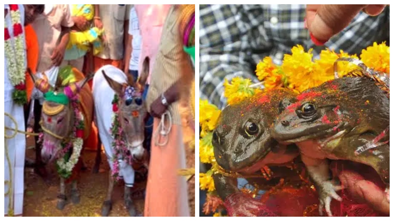 “மாப்பிள்ளை காந்தேஷ்… மணமகள் கஸ்தூரி…! ஊரே திரண்டு நடத்திய கழுதை – தவளை கல்யாணம்.! சிரிப்பலைக்கு பின்னால் இருக்கும் விவசாயிகளின் கண்ணீர்…!!!