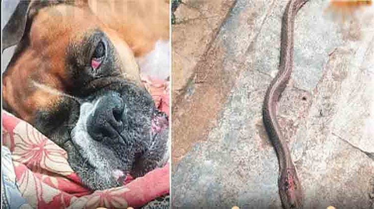 எஜமானனுக்காக உயிரையே கொடுத்த விசுவாசம்.. வீட்டை நோக்கி சீறிப் பாய்ந்த பாம்பு… உயிரைத் தியாகம் செய்த வளர்ப்பு நாய்..!