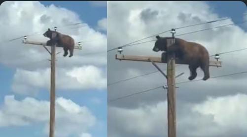 அடக்கடவுளே..! வேற இடமே கிடைக்கலையா…? மின் கம்பத்தின் மீது சராசரவென ஏறிய கரடி… சுத்திலும் மக்கள் கூட்டம்… ஜஸ்ட் மிசில் உரசியதால் துடிதுடித்து பலியான வாயில்லா ஜீவன்… வீடியோ வைரல்…!!!