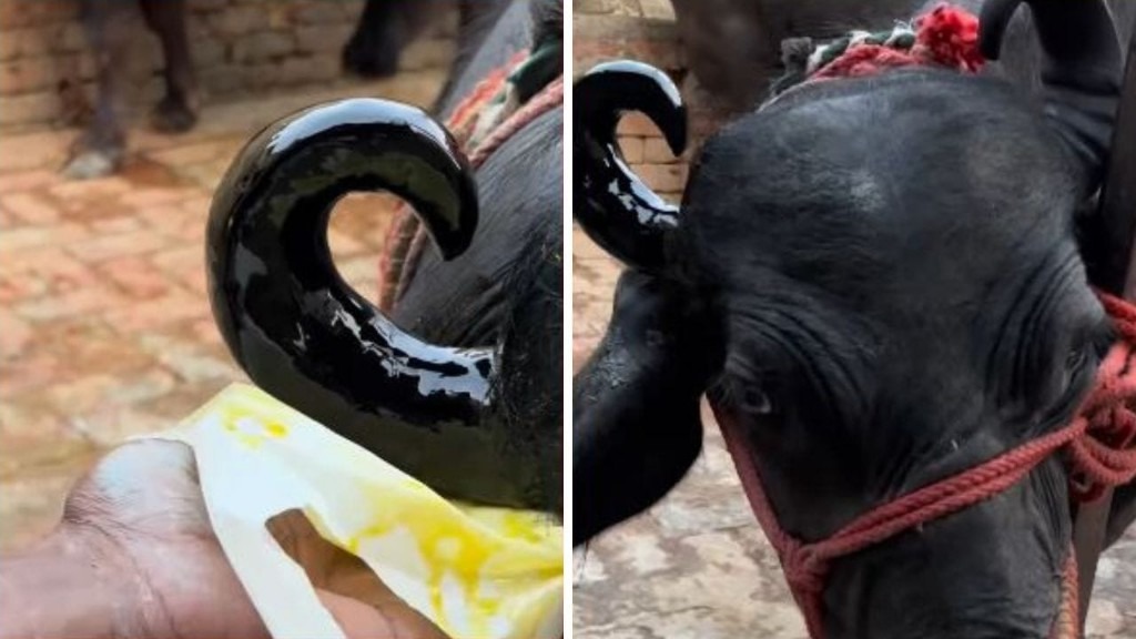 ஹேய்..! பியூட்டி… நாங்களும் பியூட்டி பார்லர் போவோம்… இனி எருமை மாடுகளும் அழகு நிலையத்திற்கு போகலாம்… வேற லெவல் ஐடியா… செம பிசினஸ் பா…!!!