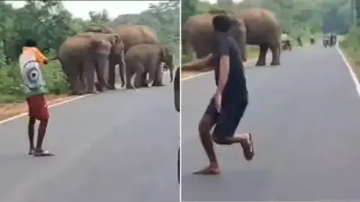 “ஏய்…. அங்க என்ன சத்தம்….? முதல்ல ஓடிப் போயிருங்க…..!” காட்டு யானையை வம்புக்கு இழுத்த வாலிபர்கள்..‌.. கோபத்தில் பிளிறிய  குட்டி யானை…. அலறியடித்து ஓடிய இளைஞர்கள்….!!