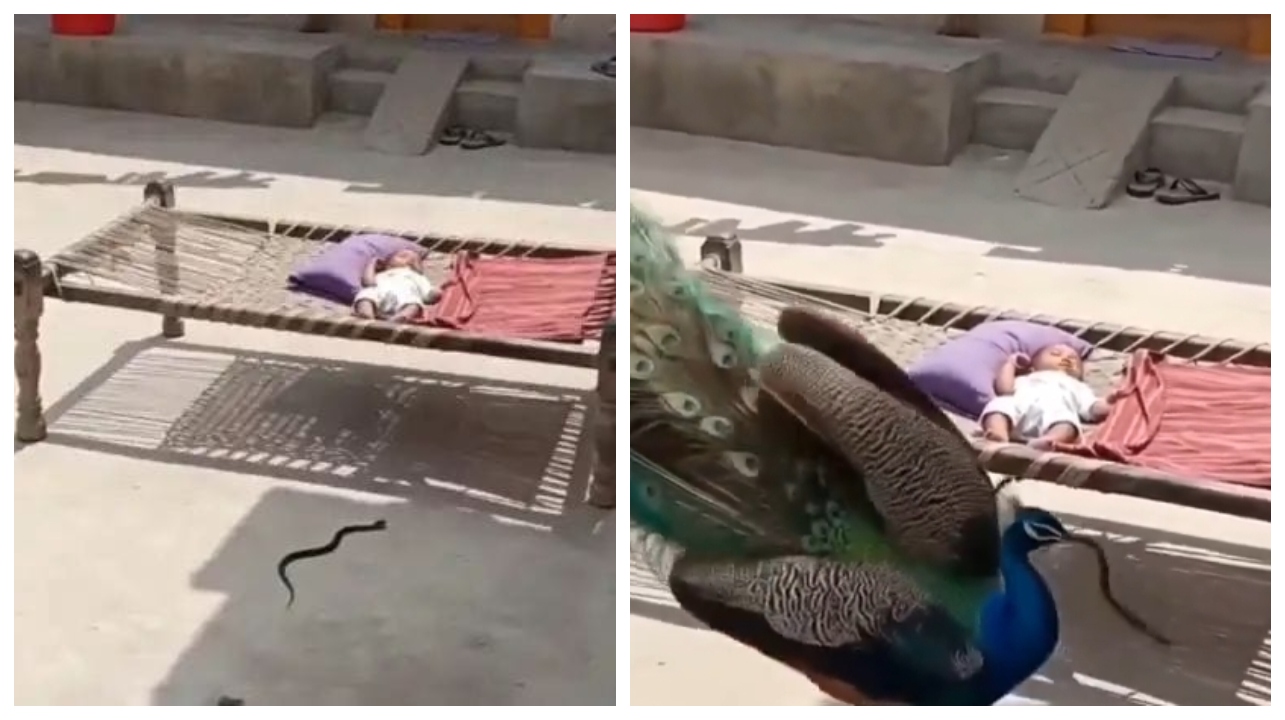 திக் திக்..! பச்சிளம் குழந்தையை நெருங்கிய கருநாகம்… சட்டுனு வந்து நொடியில் தூக்கிய மயில்… உண்மையிலேயே இது அதிசயம் தான்… ஆச்சரிய வீடியோ..!