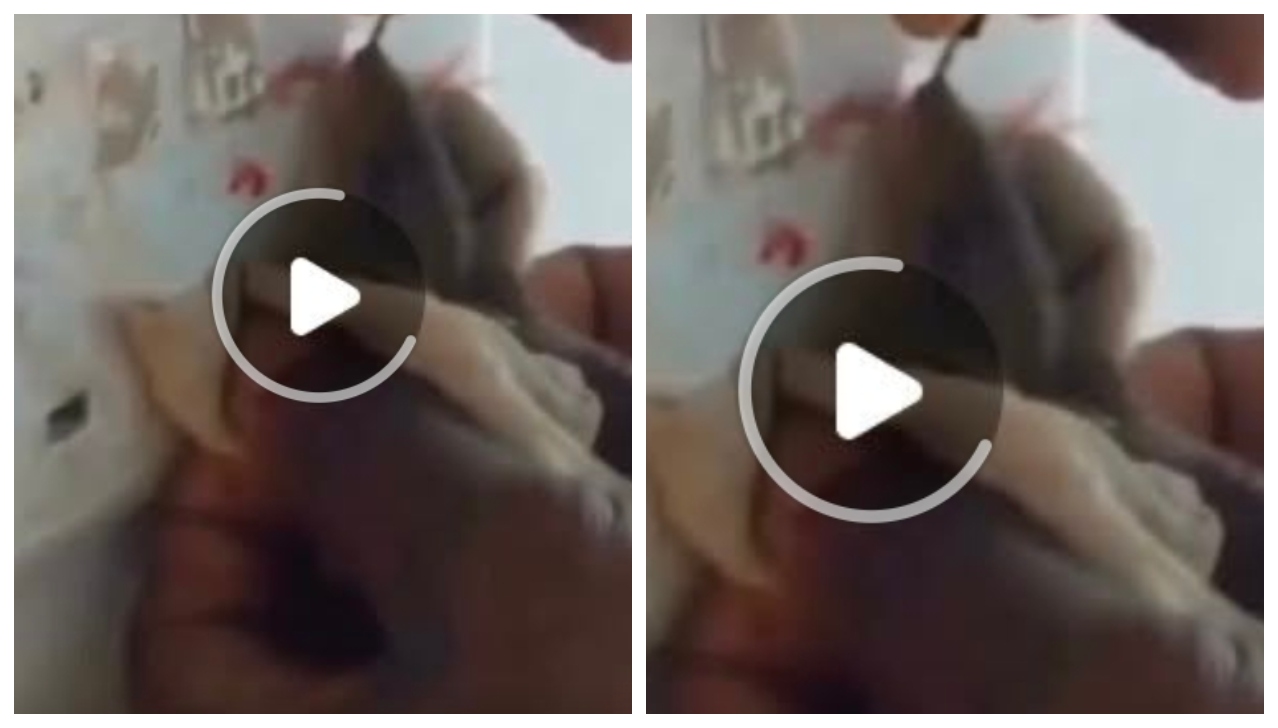 “மனுஷங்கதானா இவங்க?!” வாயில்லா எலியை துடிக்க துடிக்க கொன்ற கொடூரம்… வைரல் வீடியோவின் பின்னணி!