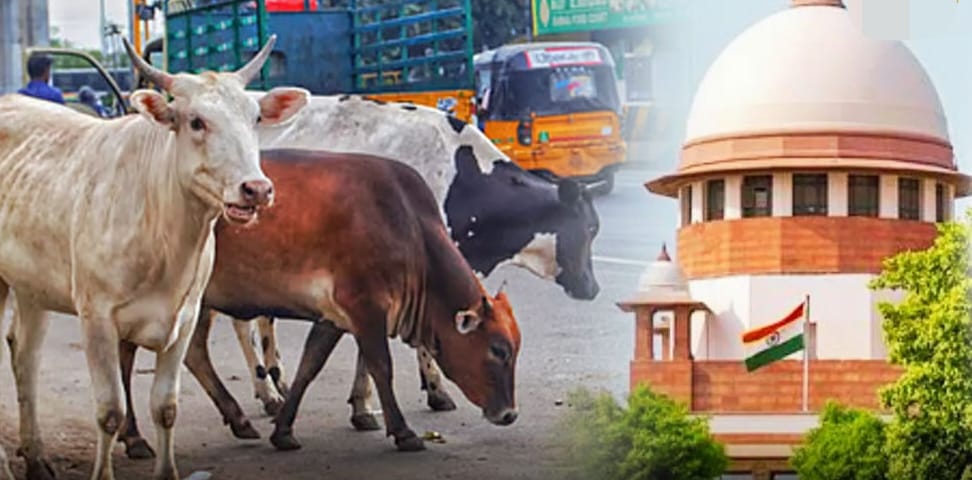 Breaking: தமிழகத்தில் பொது இடங்களில் பசு, கன்றுகளை வெட்டத் தடை என்ற ஐகோர்ட் உத்தரவு நீக்கம்… உச்ச நீதிமன்றம் அதிரடி..!!