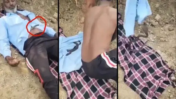 நான் பாட்டுக்கு சும்மா தானடா படுத்திருந்தேன்..! இப்படி பண்ணிட்டியே.. சட்டைக்குள் புகுந்த கோப்ரா… பட்டனை திறந்து.. மரண பயத்தில் விவசாயி… நடு நடுங்க வைக்கும் காணொளி..!