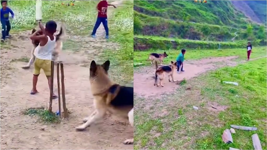 வேற லெவல் பீல்டிங்..! “விக்கெட் கீப்பராக மாறி பாய்ந்து பறந்து கேட்ச் பிடித்த நாய்கள்”… கிரிக்கெட் மேட்ச்சில் நடந்த வினோதம்.. அட உண்மைதாங்க… இணையத்தை கலக்கும் வீடியோ..!