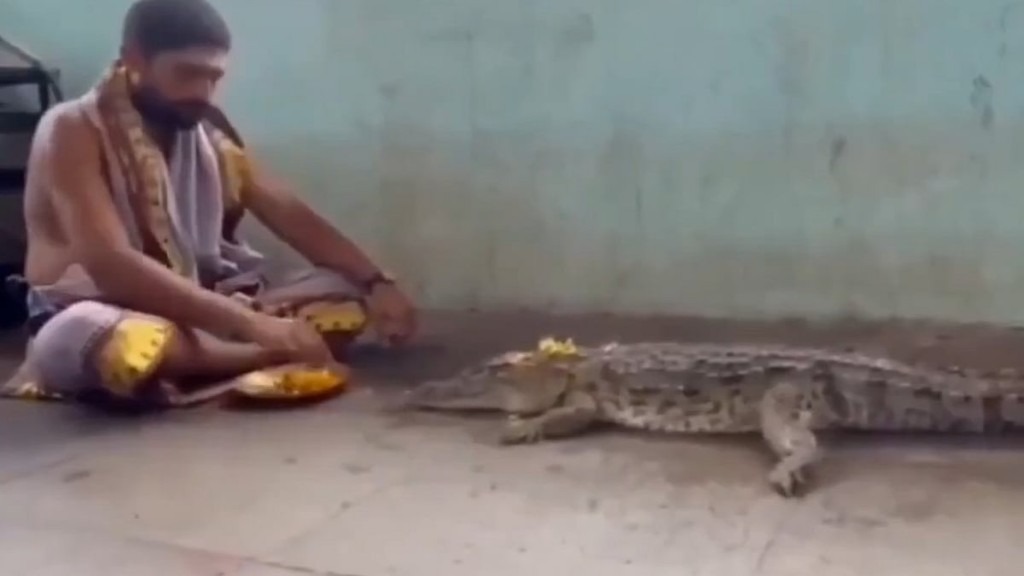 ஆள விடுங்க சாமி.! ஆற்றில் இருந்து வந்த நீர் அசுரன்.. தலை தெறிக்க ஓடிய மக்கள்… ஆனால் பூசாரி மட்டும் அசரல… முதலைக்கு வேத மந்திரங்கள் முழங்கி பூஜை செய்து பூ போட்டு அர்ச்சனையே பண்ணிட்டாரு… விசித்திர வீடியோ..!