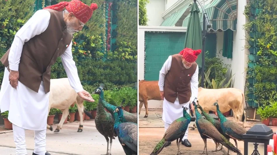 ஆஹா..! பிரதமர் எப்பவுமே கிரேட் தான்.. வாயில்லா ஜீவன்கள் மீது அன்பைப் பொழிந்த மோடி… மயில்களுக்கும் பசுக்களுக்கும் தன் கைகளாலேயே… கலக்கல் வீடியோ…!