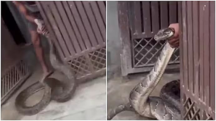 அடி ஆத்தி எம்புட்டு பெருசு… பார்த்தாலே உடம்பெல்லாம் நடுங்குது… ஊருக்குள்ளேயே வந்துட்டு… அனகோண்டா படம் பார்த்த மாதிரியே இருக்கு… ஒரே ஒன்று கூடி ராட்சதன் மலைப்பாம்பை பிடித்தனர்.. பரபரப்பு வீடியோ..!