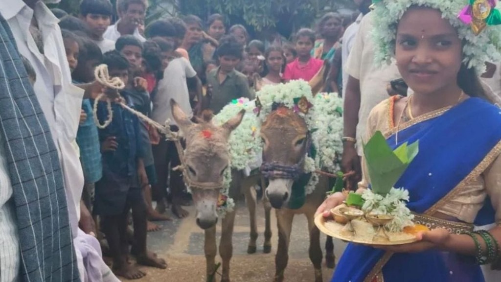 கழுதைக்கும் கழுதைக்கும் கல்யாணம்…! அத பாக்க ஊரே ஒன்று கூடிட்டு… ஒட்டுமொத்த கிராமமும் சேர்ந்து நடத்திய விசித்திர திருமணம்… ஊரையே சுற்றி வந்த விலங்குகள்… ஏன் தெரியுமா…?