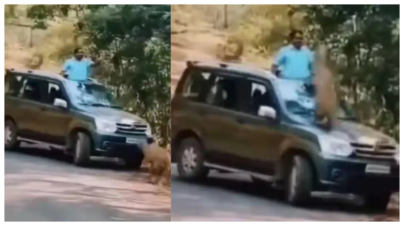 “ஓடுற கார் மேலயே சிறுத்தை பாய்ஞ்சிடுச்சா?”.. வனப்பாதையில் நடந்த த்ரில்லிங் சம்பவம்… இணையத்தில் வைரலாகும் பதிவு..!!!