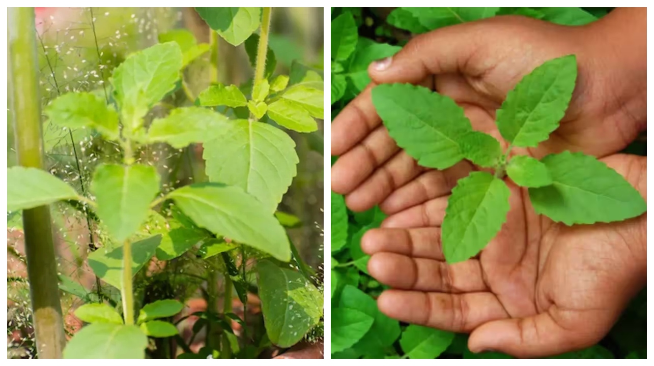 “நம்ம முன்னோர்கள் சும்மாவா இதை முற்றத்துல வச்சு கும்பிட்டாங்க?!”.. துளசிக்கு பின்னால் இருக்குற அறிவியல் உண்மை… இணையத்தில் வைரல்…!!!