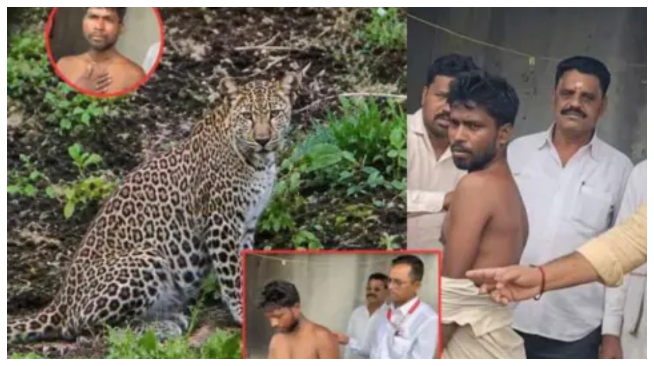 “எதிரே வந்தது சாவு!”.. பயப்படாம ஒரே அடிதான்.. நிலைதடுமாறி ஓடிய சிறுத்தை!.. ஒற்றை ஆளாக நின்ற வீரன்.. வீடியோவை பார்த்தாலே உடம்பு நடுங்குது…!!!