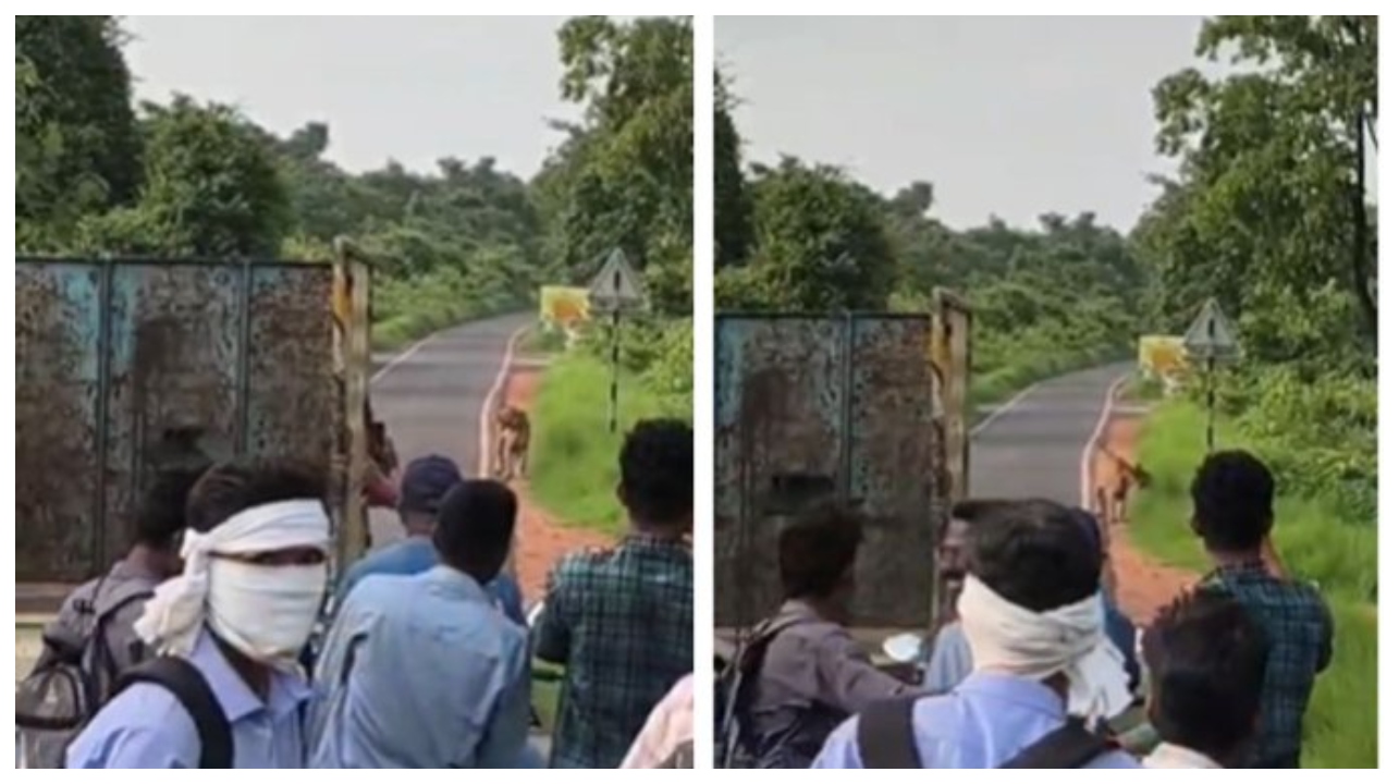 “அடடே… புலி கிட்டயே போயி செல்ஃபி எடுக்க பாக்குறீங்களேப்பா!”.. சாலையில் சுற்றுலா பயணிகளின் நெஞ்சை பதறவைக்கும் லூட்டி… வைரலாகும் பகீர் வீடியோ..!!!