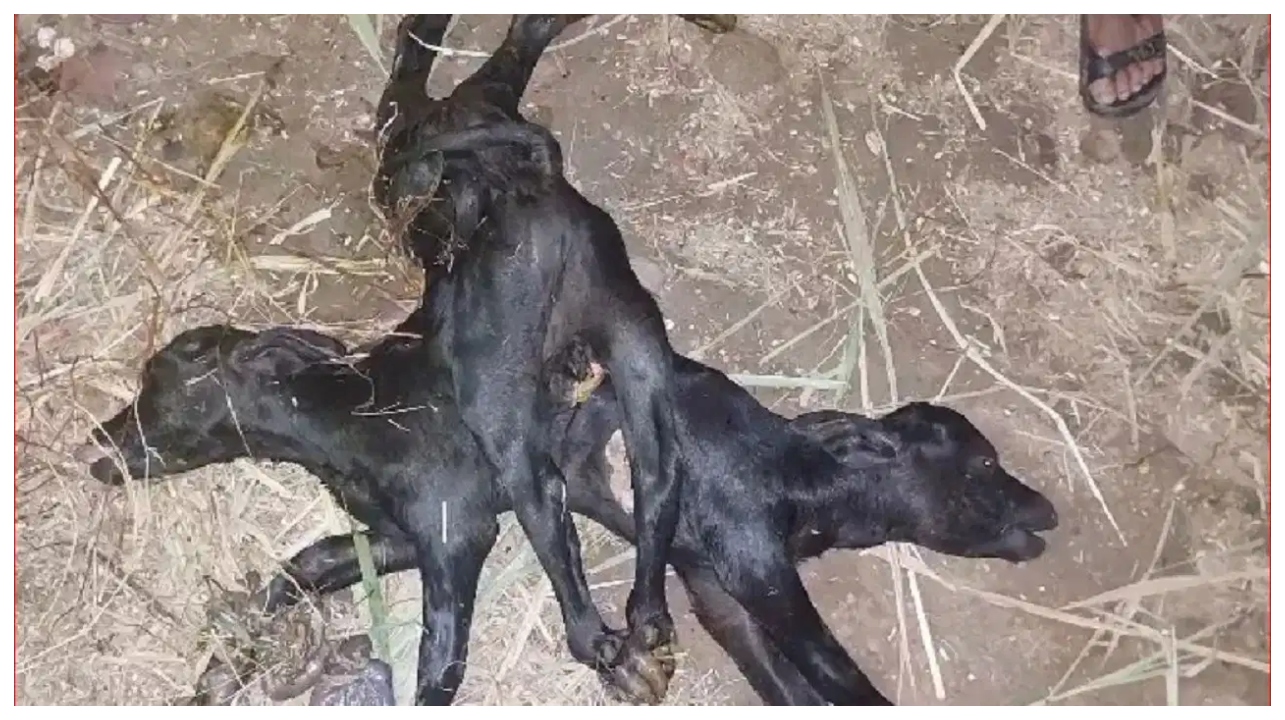 “ரெண்டு தலை… எட்டு கால்… பிறந்த விசித்திரக் கன்றுக்குட்டியைக் பாத்தீங்களா?”…  இதையெல்லாம் நேர்ல பாத்தா கண்டிப்பா மெய்சிலிர்க்கும்!.. வைரலாகும் வீடியோ..!!!