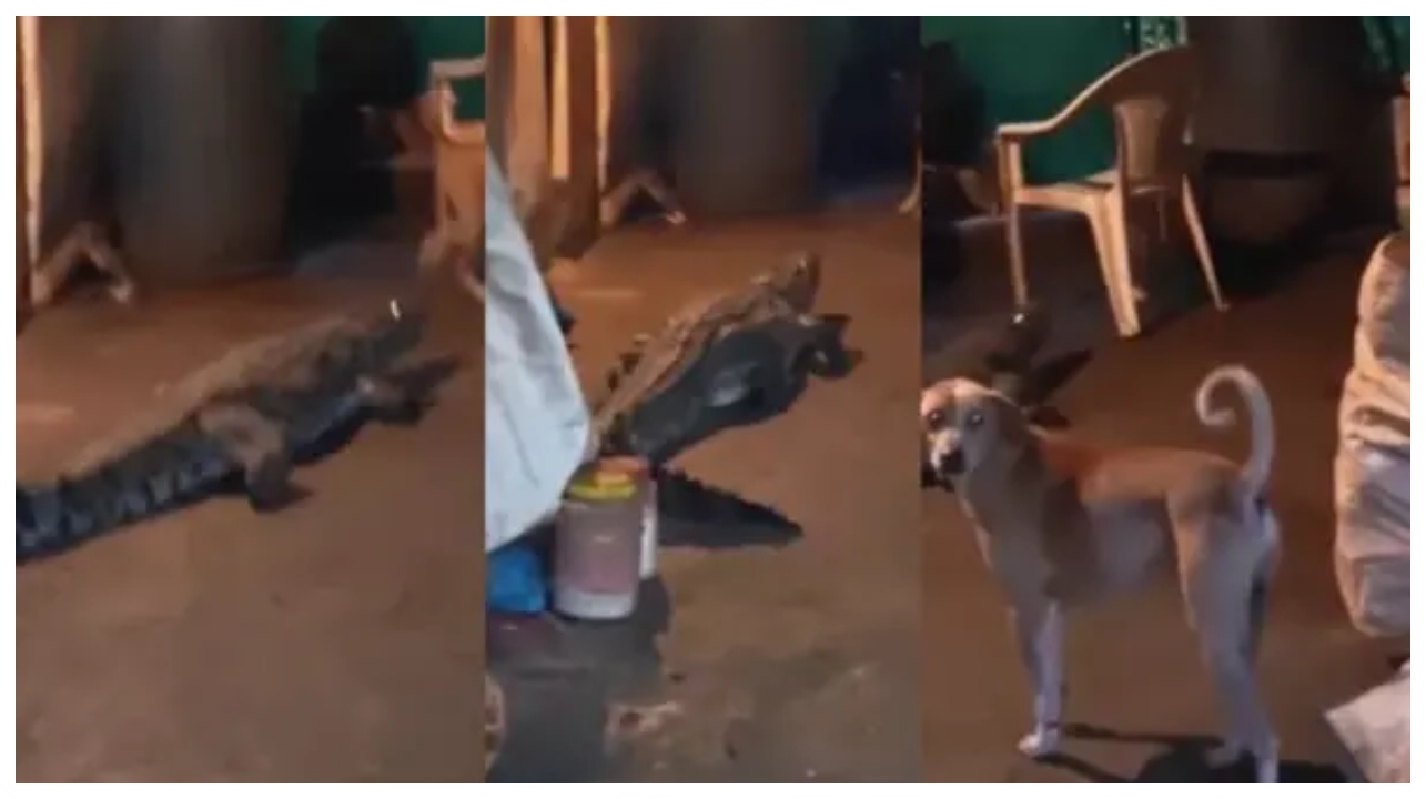 “இருட்டுல அதை பார்த்ததும் ரத்தமே உறைஞ்சு போச்சுடா!” – நள்ளிரவில் குடியிருப்பு பகுதிக்குள் புகுந்த முதலை.. பதறிப்போன பொதுமக்கள்..!!!