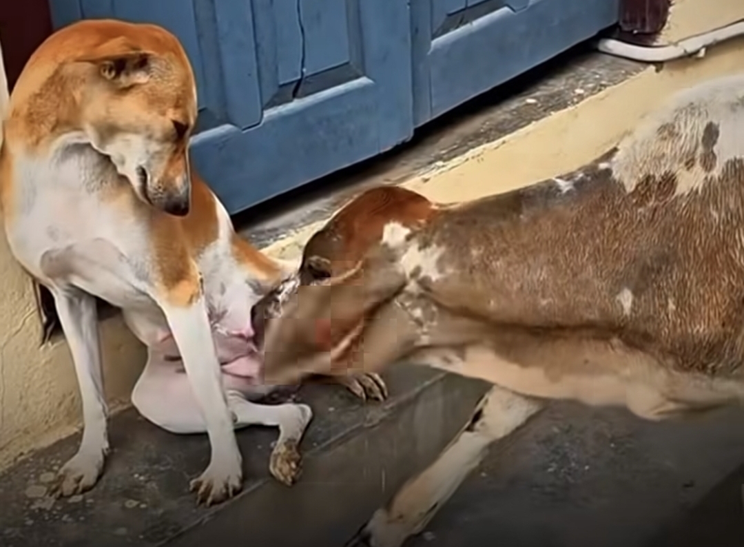 “யாரும் எதிர்பார்க்காத அதிசயம்யா இது” நாய்கிட்ட பால் குடிக்கும் கன்னுக்குட்டி…. கண் கலங்க வைக்கும் பின்னணி….!!