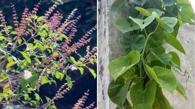 உங்க வீட்டிலேயே இனி இந்த 5 செடிகளை வளருங்க..! அவசரத்துக்கு தேவைப்படும்… ஆயுர்வேதத்தில் கைதேர்ந்த மூலிகைகள்..!