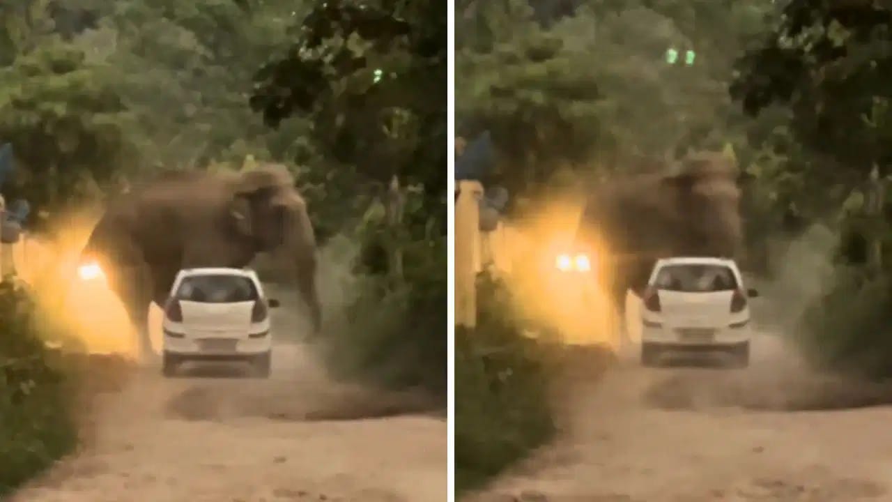 யானை முன்னாடி இப்படியும் செய்வாங்களா? டிரைவரின் ஒரு செயல்… கொதித்த இணையம்…. காட்டுக்குள் ஹீரோவாக நினைத்த டிரைவர்… அடுத்த நொடி வைரலான பரபரப்பு…!!!