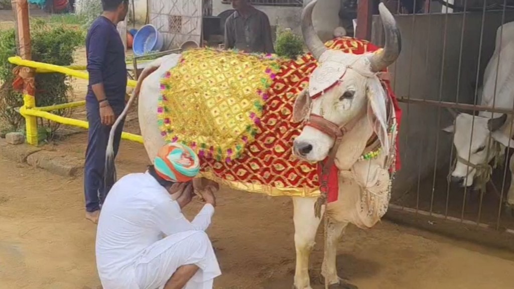“ரூ.24 லட்சம் மதிப்பில் நகைகள்”… ஆடைகள்… ரூ.1 கோடியில் பிரம்மாண்ட மாளிகை… பசு மாட்டுக்காக பணத்தை வாரிக் குவிக்கும் தொழிலதிபர்… அட உண்மைதாங்க… ஒரே கூடி கல்யாணம் வேற..!!