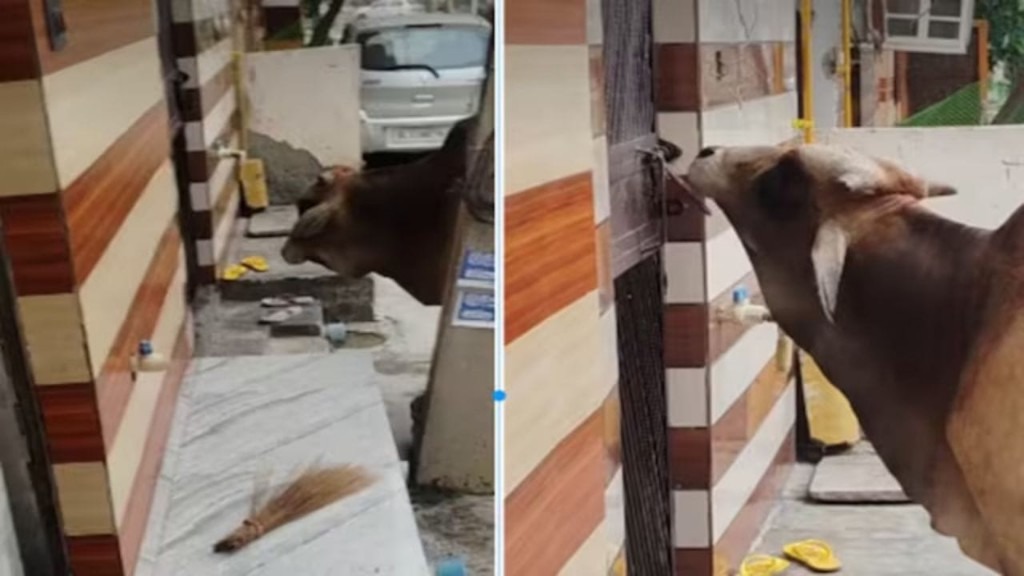 ரொம்ப புத்திசாலி மாடு..! டெய்லி காலையில் வீடு வீடாக போய் கதவை தட்டும் காளை மாடு… அதுவும் ஒரு வாட்டி தான்… அப்புறம் சாப்பாட்டுக்காக வெயிட்டிங்… கலக்கல் வீடியோ..!