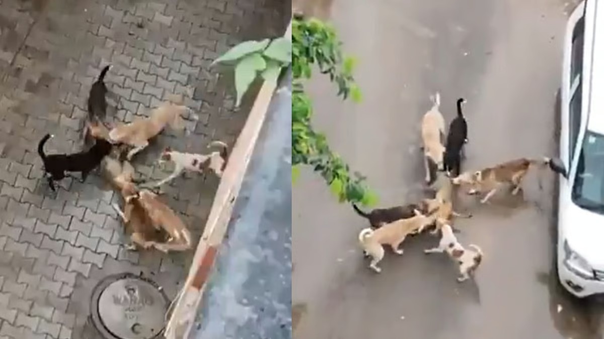 ஐயோ பாவம்..! “ஒத்த குரங்கு”… சுற்று வளைத்து கடித்து குதறி வேட்டையாடிய தெருநாய்கள்… பார்த்துட்டே இருந்தாங்க பயத்துல ஒருத்தர் கூட பக்கத்துல போல… பகீர் வீடியோ..!