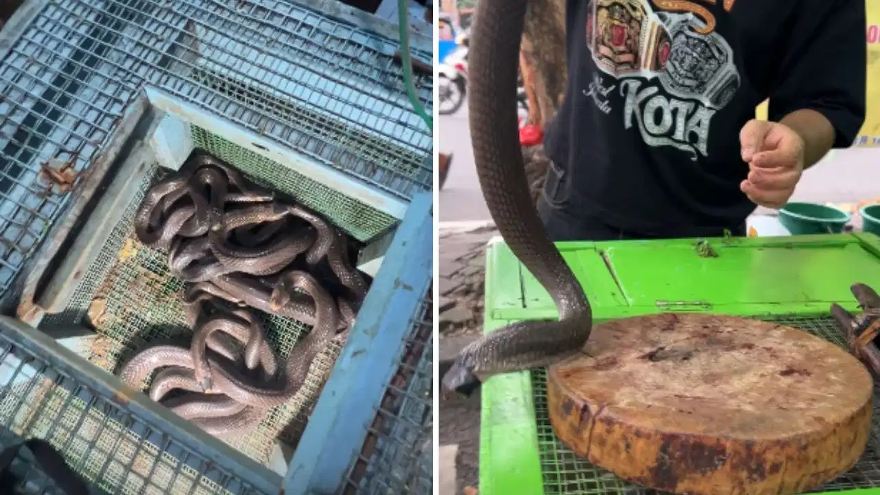 விதவிதமா டிஷ்..! அதுவும் விஷ நாகத்தில்… பாம்பு பக்கோடா, பாம்பு சூப், பாம்பு சமோசா… உயிரோடு கண்முன்னே வெட்டி அசால்ட்டாக சமைக்கும் பெண்… நடுங்க வைக்கும் காணொளி..!!