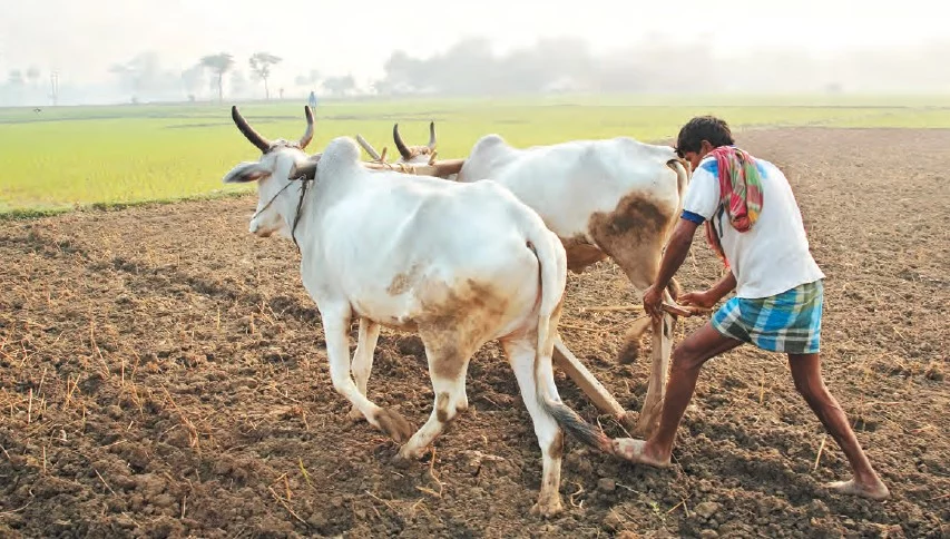 அமெரிக்காவில் கைநிறைய சம்பளம்… ஆனாலும் வேலையை உதறிய இந்தியர்…! விவசாயத்தில் இறங்கி ரூ.600 கோடி சாம்ராஜ்ஜியம் உருவாக்கிய அதிரடி கதை…! இன்று மாதம் ரூ.60 கோடி லாபம் என வெளியான தகவல்…!