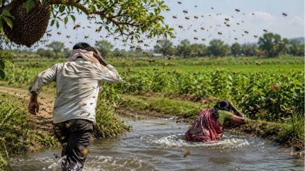 “மனைவியின் அலறல் சத்தம்….!” வயலில் வேலை செய்தபோது நேர்ந்த பயங்கரம்…. தேனீக்கள் தாக்கியதில் கணவன் துடிதுடித்து உயிரிழப்பு….!!