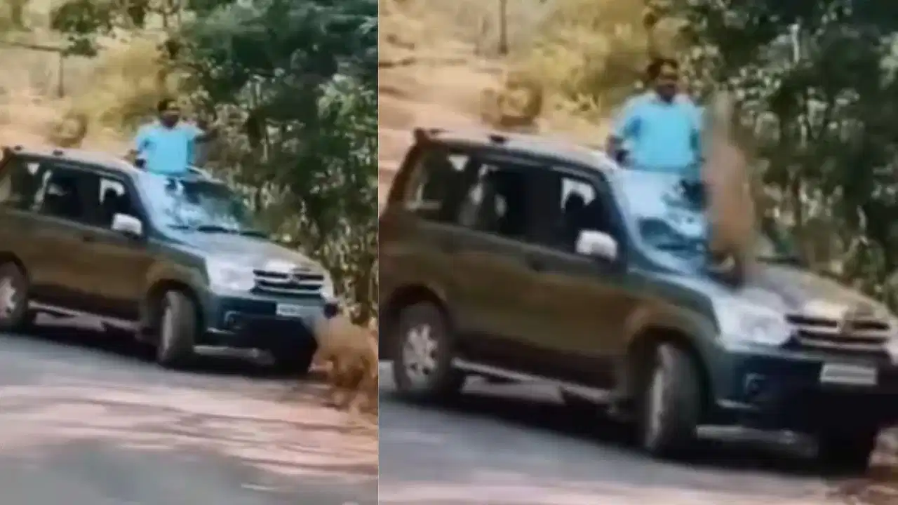 “போட்டோ எடுக்க ஆசைப்பட்டு உயிரு போச்சு!”… சிறுத்தை திடீர் தாக்குதலால் உறைந்துபோன சுற்றுலாப் பயணிகள்… திகிலூட்டும் வைரல் வீடியோ..!!!