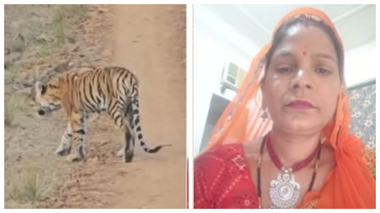 புலி கூண்டுக்குள் நுழைந்த பெண்…! சுத்தம் செய்யும்போதே ஆவேசத்துடன் பாய்ந்த சிவாஜி… கண்ணிமைக்கும் நொடியில் துடிதுடித்து பலியான பணிப்பெண்… பூங்காவில் நடந்த பயங்கரம்…!
