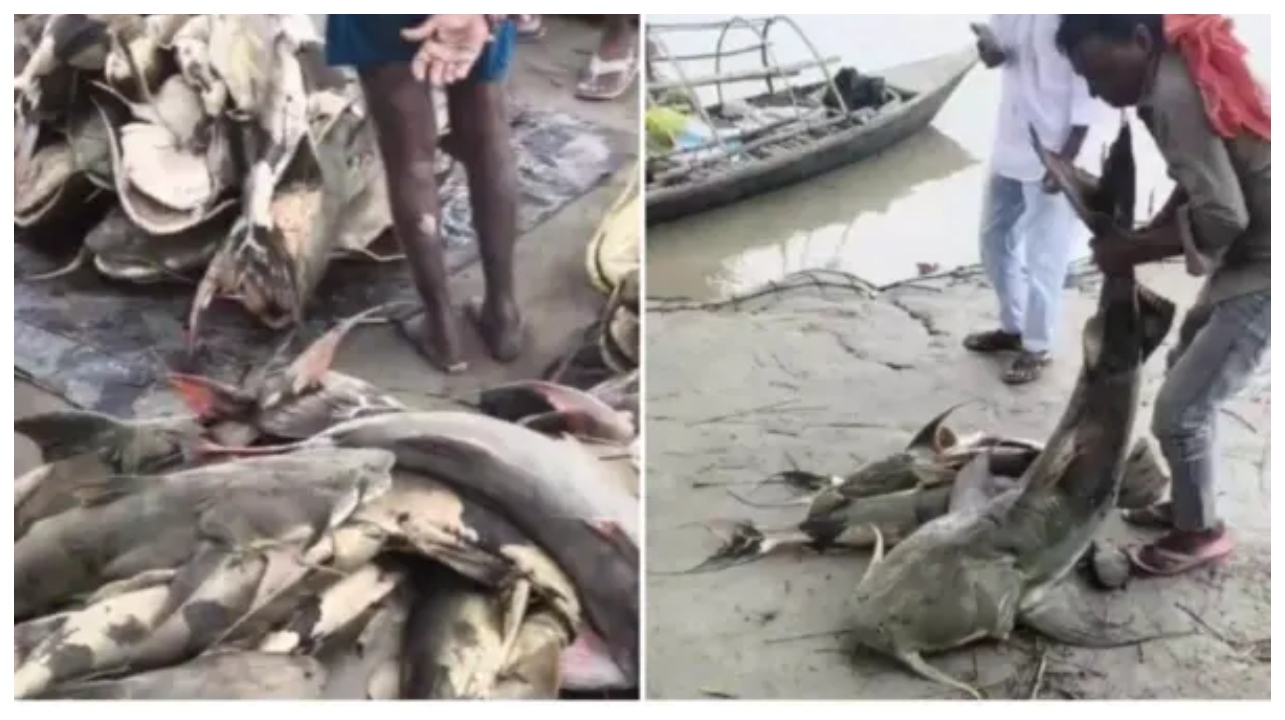 “அய்யோ… இதை மீனுனு சொல்றதா இல்ல ஏதோ ஹாரர் படத்துல வர்ற மான்ஸ்டர்னு சொல்றதாப்பா!” இணையத்தை அலறவிடும் வைரல் போட்டோஸ்..!!!
