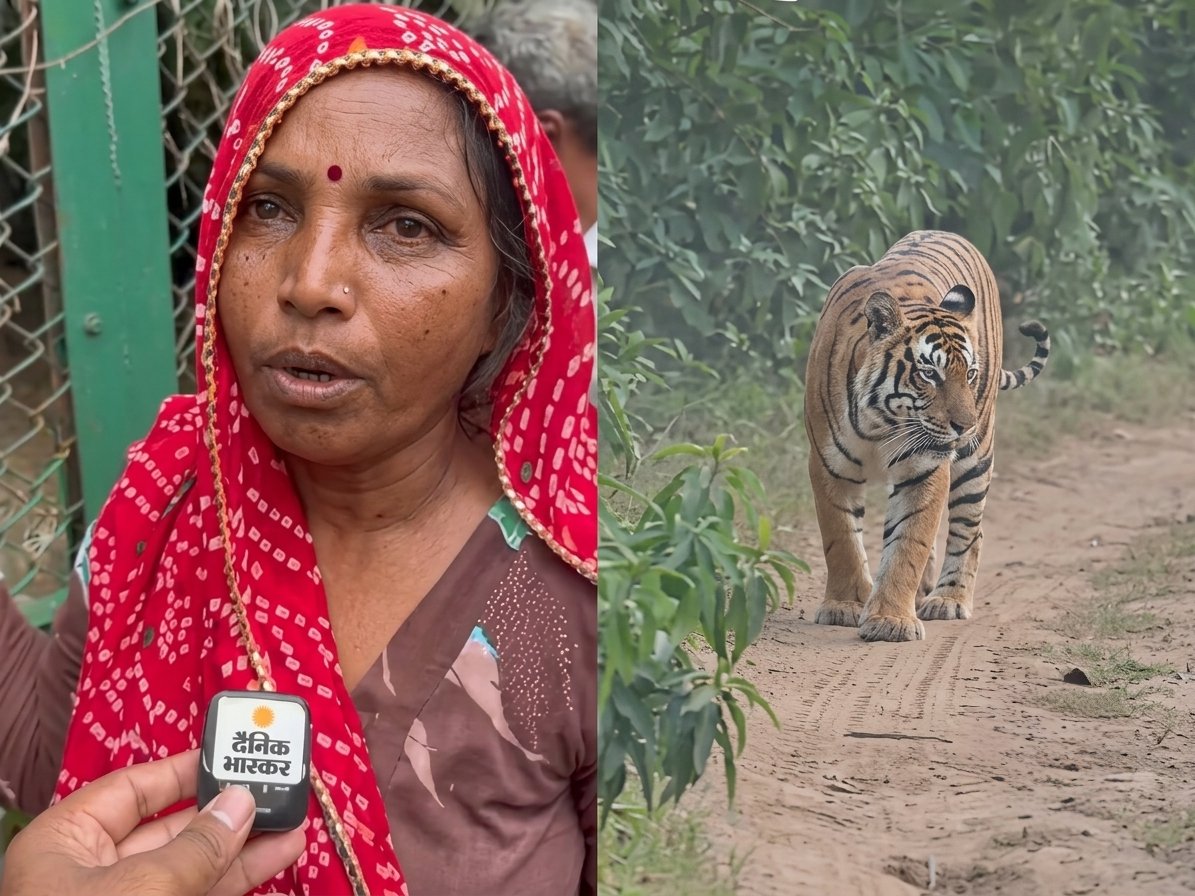 “வேண்டுமென்றே திறக்கப்பட்ட புலி கூண்டு… புல் அறுக்கச் சென்ற ஏழைப் பெண் பரிதாப பலி… உயிரியல் பூங்காவில் அரங்கேறிய சம்பவம்…!!”