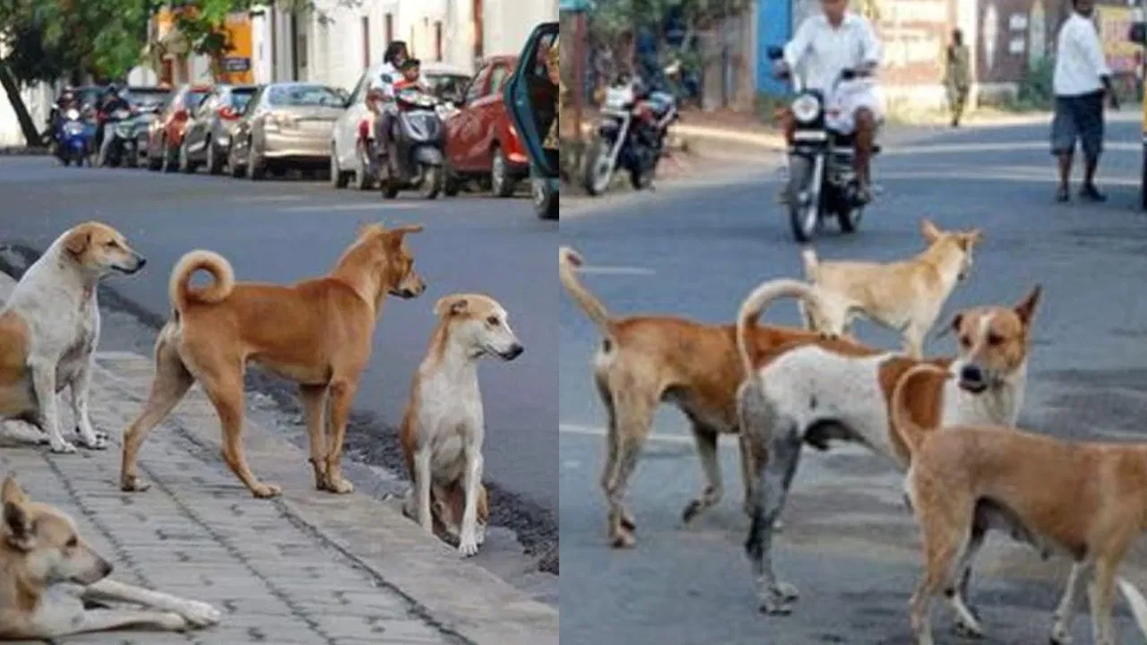 “வயதானதால இந்த நிலைமையிலே என்ன பண்ண முடியும்!”.. கும்பகோணத்தில் கொடூரத் தெருநாய்கள் கடித்து முதியவருக்கு நேர்ந்த கோரம்… உறைந்துபோன ஊர் மக்கள்..!!!